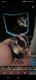 Sugar Glider Animals for sale in West Dundee, IL 60118, USA. price: NA