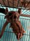 Sugar Glider Rodents for sale in Worcester, MA, USA. price: $50,000