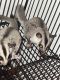 Sugar Glider Rodents for sale in Fond du Lac, WI, USA. price: $500