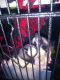 Sugar Glider Animals for sale in Atwood, Tennessee. price: $300