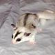 Sugar Glider Animals for sale in Yorktown Heights, NY 10598, USA. price: NA