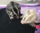 Sugar Glider Animals for sale in Canal Winchester South Rd, Canal Winchester, OH 43110, USA. price: NA