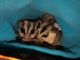 Sugar Glider Animals for sale in Baker City, OR 97814, USA. price: NA