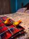 Sun Conure Birds for sale in Hurleyville, NY, USA. price: NA