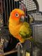 Sun Conure Birds for sale in Sun City Center, FL, USA. price: $600