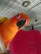 Sun Conure Birds for sale in Sippy Downs QLD 4556, Australia. price: NA