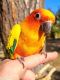 Sun Conure Birds for sale in Tarzana, CA 91356, USA. price: $499