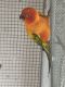 Sun Conure Birds for sale in Naples, Florida. price: NA