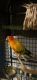 Sun Conure Birds for sale in Fort Worth, Texas. price: $800
