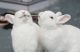 Sussex rabbit Rabbits for sale in Kolkata, West Bengal, India. price: 500 INR