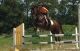 Swedish Warmblood Horses for sale in Wyoming Blvd NE, Albuquerque, NM, USA. price: NA