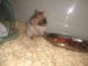 Syrian Hamster Female for Adoption