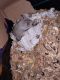 Syrian Hamster Rodents for sale in Hornell, NY 14843, USA. price: NA