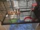 Syrian Hamster Rodents for sale in Charlotte, NC, USA. price: NA