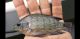 T-bar Cichlid Fishes for sale in Kennesaw, GA 30144, USA. price: $100