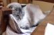Tabby Cats for sale in Grandview, IL 62702, USA. price: $1,000