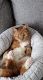 Tabby Cats for sale in Stamford, CT, USA. price: $100