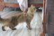 Tabby Cats for sale in Kasaragod, Kerala, India. price: NA