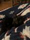 Tabby Cats for sale in Hartford, CT, USA. price: $100