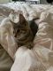 Tabby Cats for sale in Oxon Hill, MD, USA. price: $100