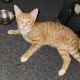 Tabby Cats for sale in Bay Shore, NY, USA. price: $100