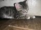 Tabby Cats for sale in Bronx, NY, USA. price: $90
