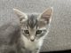 Tabby Cats for sale in Tempe, AZ, USA. price: $500