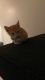 Tabby Cats for sale in Ocala, FL, USA. price: $300