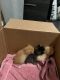 Kittens, rescued