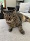Tabby Cats for sale in Charlotte Hall, MD, USA. price: NA