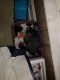 Tabby Cats for sale in Gloversville, NY, USA. price: NA