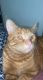 Tabby Cats for sale in Chicago, IL, USA. price: NA