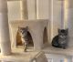 Tabby Cats for sale in Mt Prospect, IL 60056, USA. price: $200