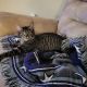 Tabby Cats for sale in Sugar Hill, GA 30518, USA. price: NA