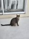 Tabby Cats for sale in Spring Hill, FL, USA. price: NA