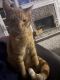 Tabby Cats for sale in Monroe, GA, USA. price: NA