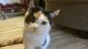 Tabby Cats for sale in 45 Jackson St, Hempstead, NY 11550, USA. price: $250