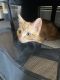 Tabby Cats for sale in Rockford, IL 61102, USA. price: $300