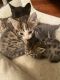 Tabby Cats for sale in Pine Bush, NY 12566, USA. price: $125