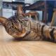 Tabby Cats for sale in Torrance, CA 90502, USA. price: $10