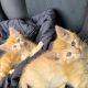 Tabby Cats for sale in HUNTINGTN BCH, CA 92646, USA. price: NA