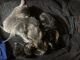 Tabby Cats for sale in East Hartford, CT, USA. price: $260