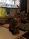 Tabby Cats for sale in Addison, IL 60101, USA. price: $100