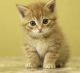 Tabby Cats for sale in 3201 Toledo Pl, Chillum, MD 20782, USA. price: $300