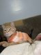 Tabby Cats for sale in Gilbert, AZ, USA. price: NA
