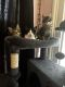 Tabby Cats for sale in McHenry, IL, USA. price: $20