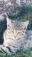 Tabby Cats for sale in San Dimas, CA 91773, USA. price: $25