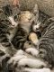 Tabby Cats for sale in Annapolis, MD, USA. price: NA