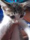 Tabby Cats for sale in 1700 NW 15th Way, Fort Lauderdale, FL 33311, USA. price: $500