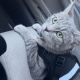 Tabby Cats for sale in Tujunga, CA 91042, USA. price: NA